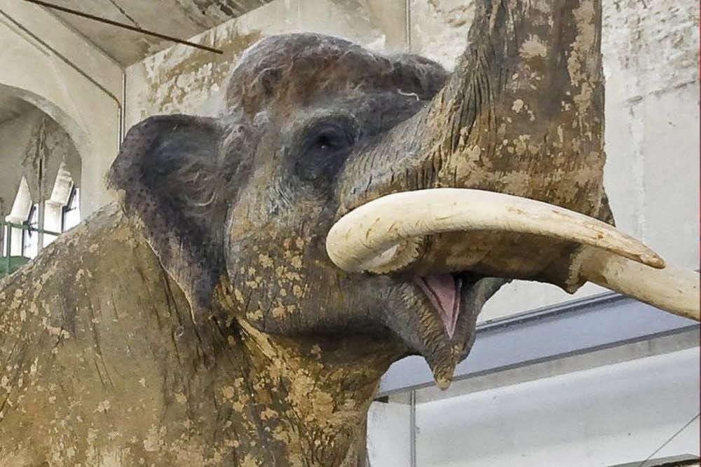 Der Waldelefant in der Braunsbedraer Pfännerhall feiert bald seinen zweiten Geburtstag. Aus diesem Anlass gibt es neue Angebote für seine Fans.