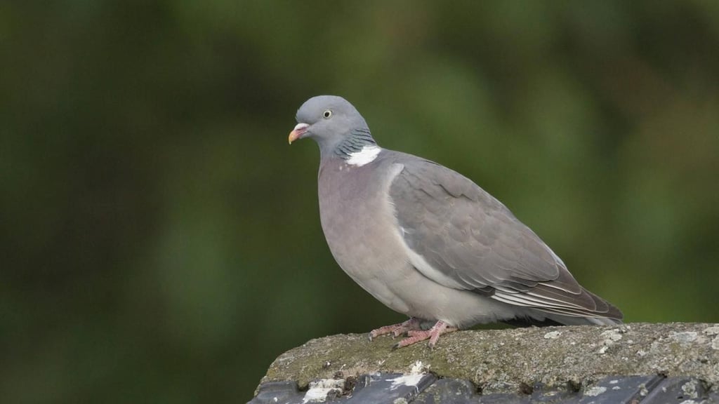 Eine Taube wurde im Jerichower Land erschossen.