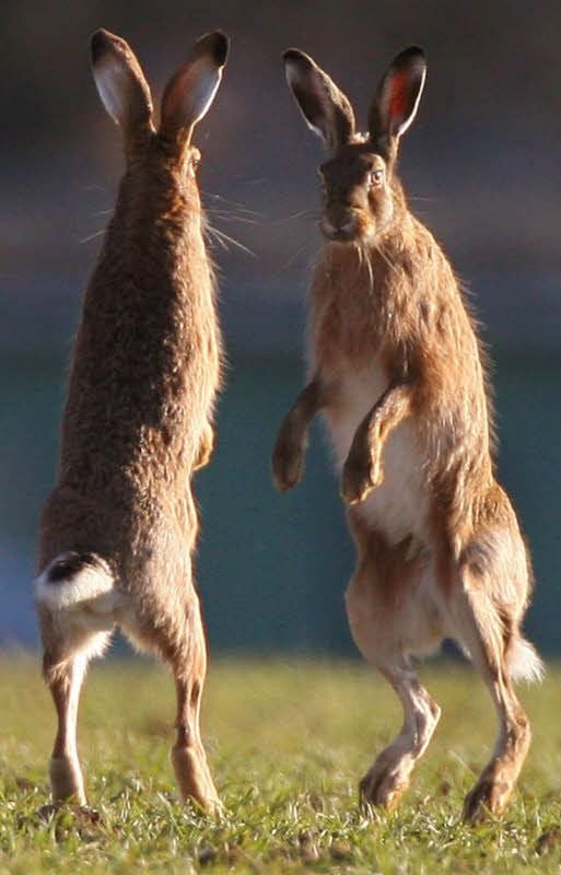 Ein seltenes Bild im Salzlandkreis geworden: Zwei männliche Feldhasen liefern sich auf einer Wiese einen Kampf um ein Weibchen.