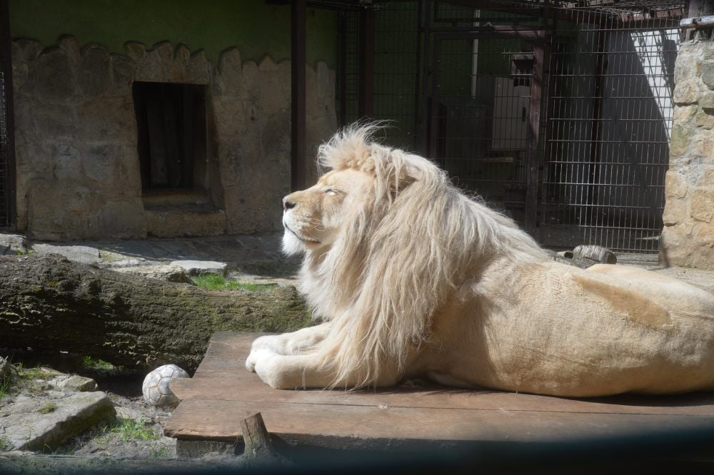 Der weiße Löwe Sambesi lebt seit fünf Jahren im Zoo.
