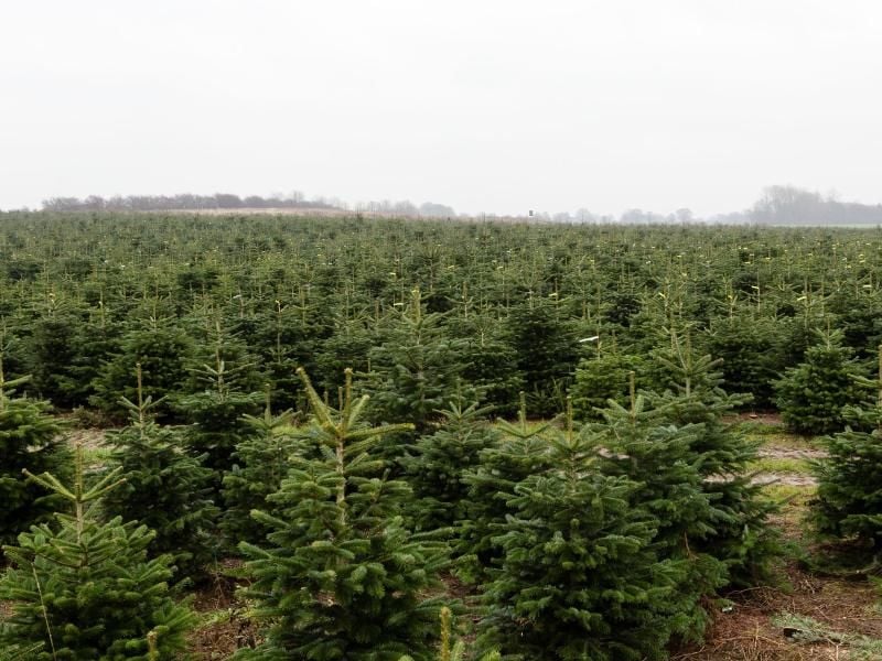 Nordmanntannen in einer Weihnachtsbaumzucht. Foto: picture alliance / Frank Molter/dpa