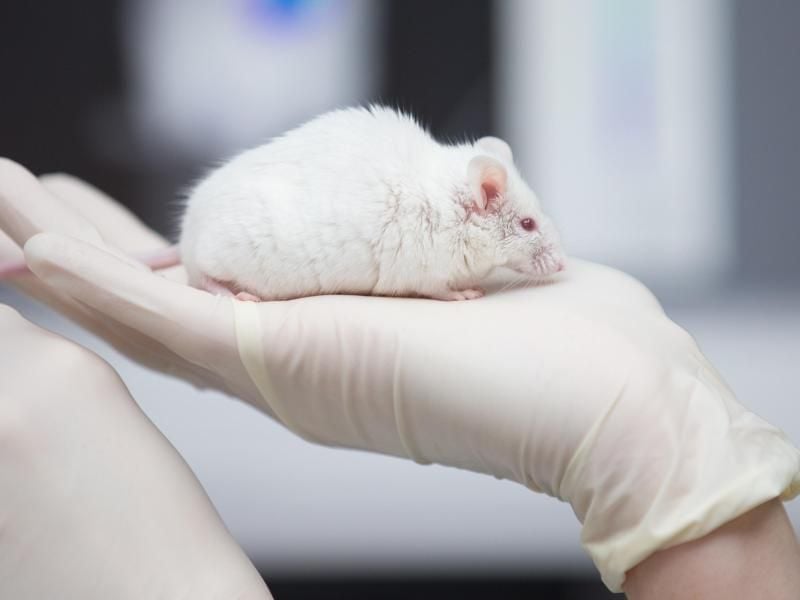 Eine wissenschaftliche Mitarbeiterin einer tierexperimentellen Forschungseinrichtung hat in einem Labor eine Maus in der Hand. Foto: Friso Gentsch/Illustration