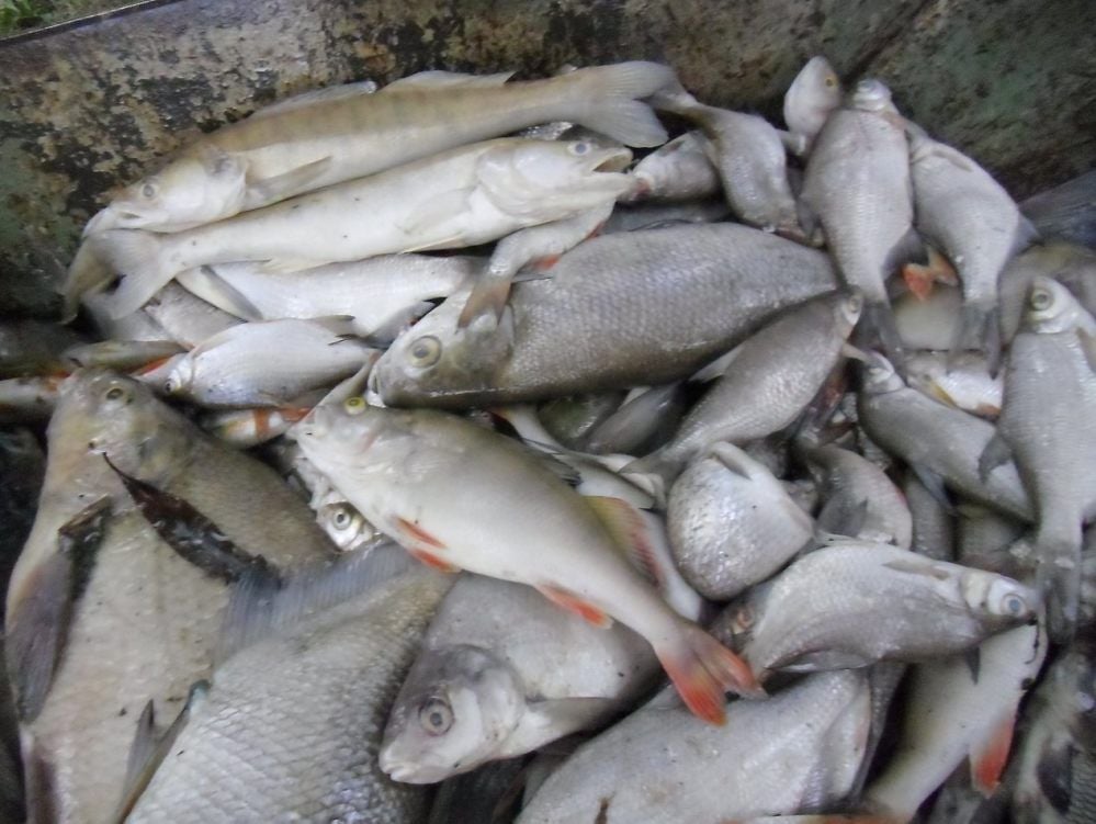 Fünf Karren toter Fische sind jüngst abgefahren worden.