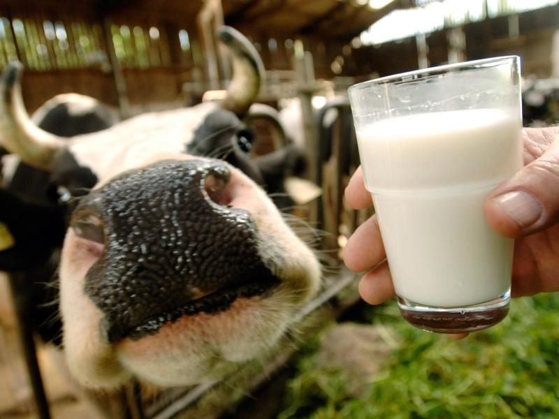 Die niedrigen Milchpreis machen Bauern zu schaffen.