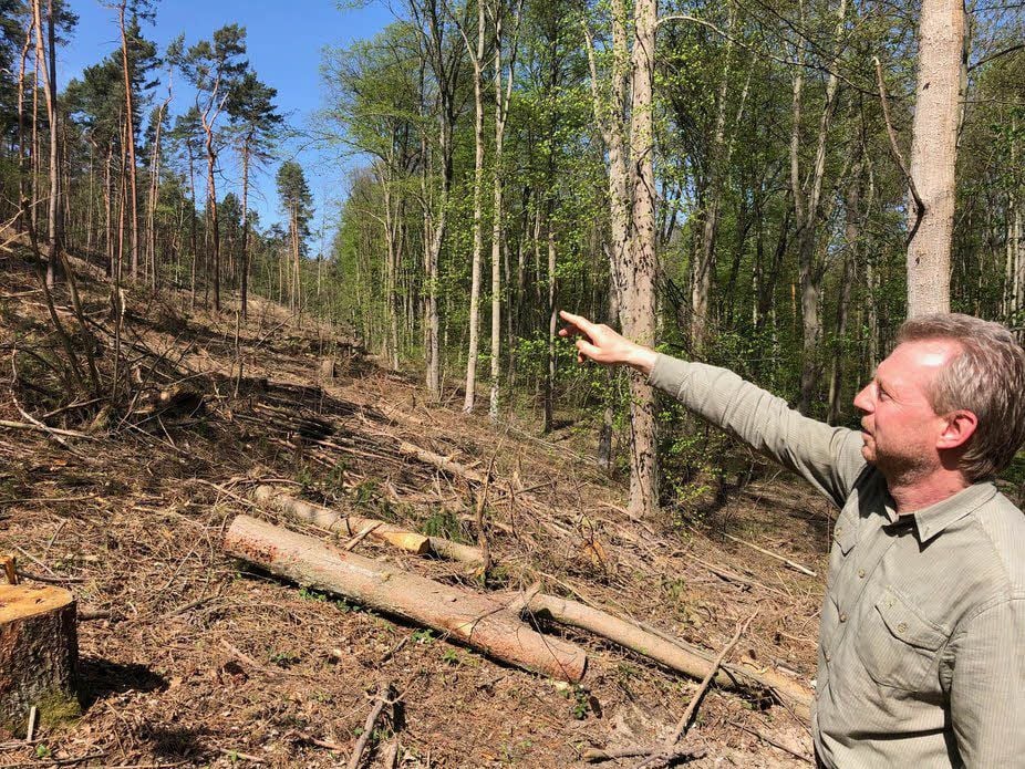 Hier, am Nordhang im Eselstall, standen Fichten. Sie waren komplett vertrocknet und sind gefällt worden, erklärt Kai Wiebensohn.