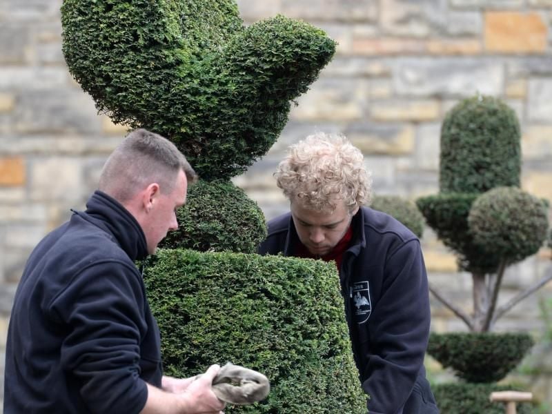 Die Eibe lässt sich gut in alle möglichen Formen schneiden. Das macht sie so beliebt für Schlossgärten - wie hier am Schloss Cecilienhof in Potsdam. Foto: Ralf Hirschberger