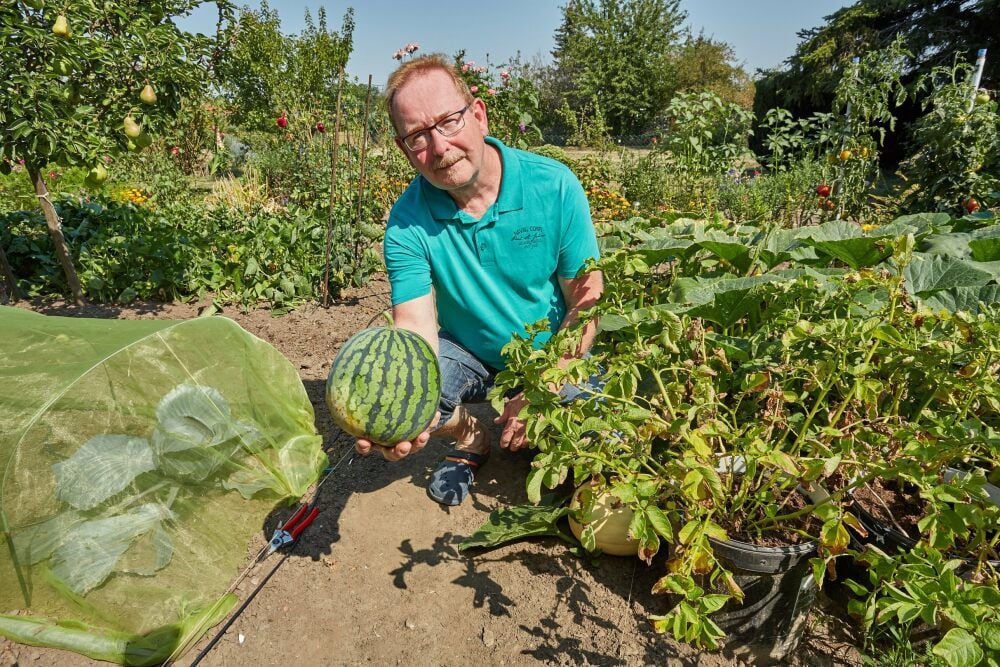 In Gerd Kainats Garten gedeihen Melonen, aber auch Kartoffeln, die in Eimern wachsen.
