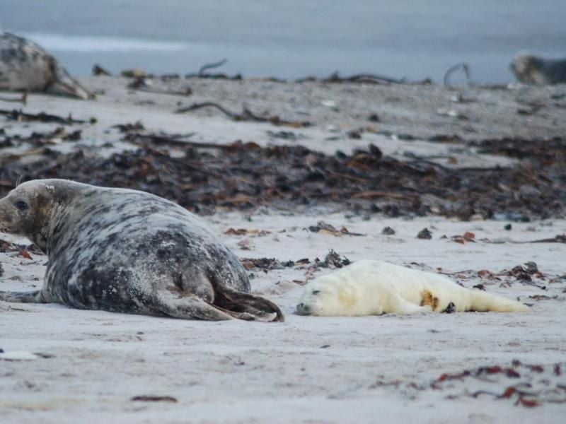 Ein Kegelrobbenbaby liegt neben seiner Mutter auf der Düne der Hochseeinsel Helgoland. Foto: Helgoland Tourismus Service/Verein Jordsand