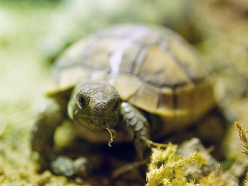 Europäische Landschildkröten sollten nur gelegentlich Salat und anderes Gemüse als Futter bekommen. Besser sind Gräser und Kräuter. Foto: Andrea Warnecke