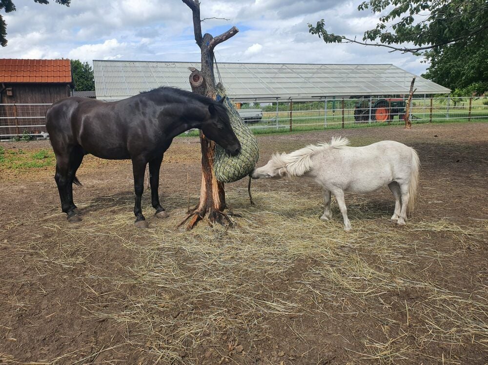 Casio (li.) und Princess leben seit einigen Tagen auf einem Gnadenhof in Mecklenburg-Vorpommern. Die verwahrlosten Pferde wurden tierärztlich versorgt, ein Hufschmied kümmerte sich um ihre Hufe, denen die schlechte Haltung anzusehen war.