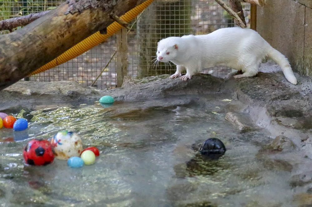 Einiges wurde im Heimatnaturgarten investiert, so auch in den Teich im Nerzgehege.