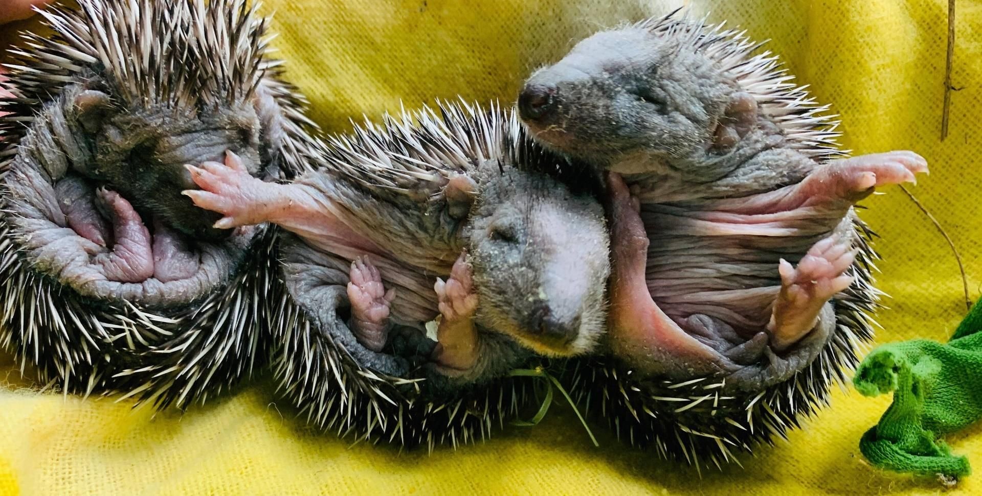 Igel im Alter von zehn Wochen.