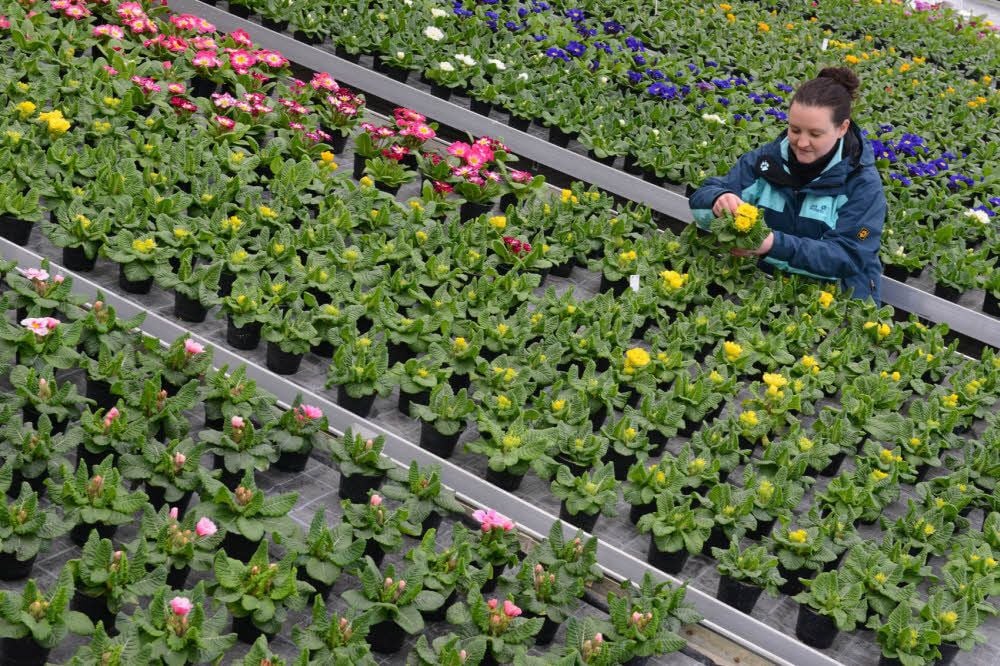 Da sah die Welt noch anders aus: Stefanie Krunig inmitten von 3000 Primeln im hauseigenen Gewächshaus.