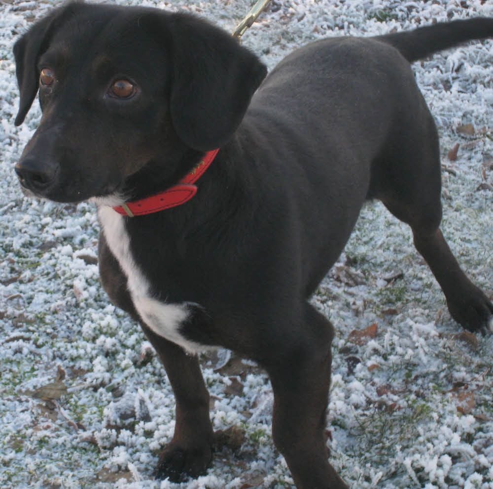 Mischlingshund Safiro sucht ein neues Zuhause.