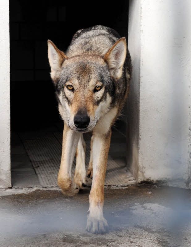 Die eingefangene Wolfshündin schaut noch etwas abgekämpft.