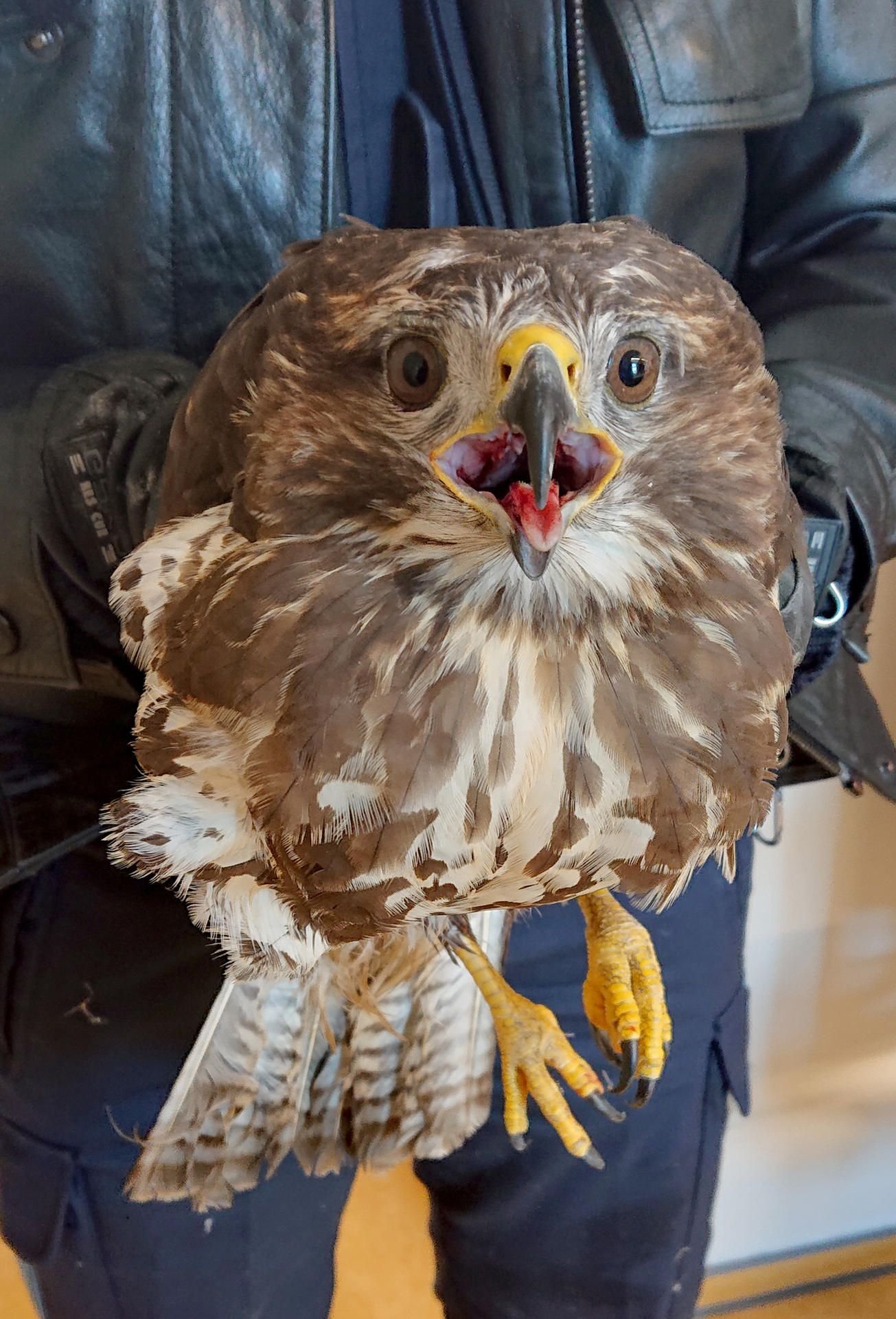 Ein Polizist hält den befreiten Vogel in seinen Händen.