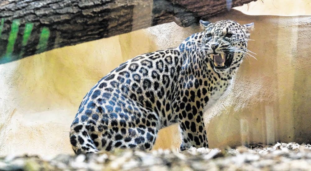 Leo-Look ist wieder in: Im Bergzoo Halle ist Leopardin Shiva eingezogen. Die Großkatze kommt aus dem Berliner Zoo und hat nun ein Zuhause auf Zeit gefunden.