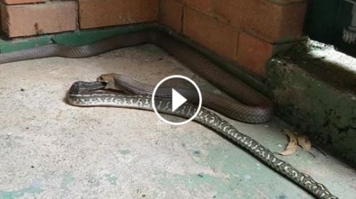 In der Nähe des australischen Brisbane wurde eine östliche Braunschlange dabei gefilmt, wie seine eine Rautenphyton verspeiste.