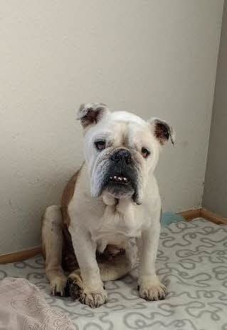 Bulldogge Emmi