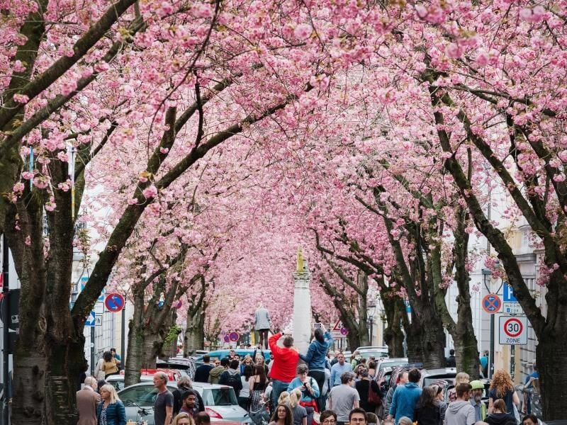 Auf der Heerstraße in Bonn blühen die Kirschblüten. Die Zeit der Kirschblüte lockt alljährlich zahlreiche Zuschauer an. Foto: Kevin Kurek
