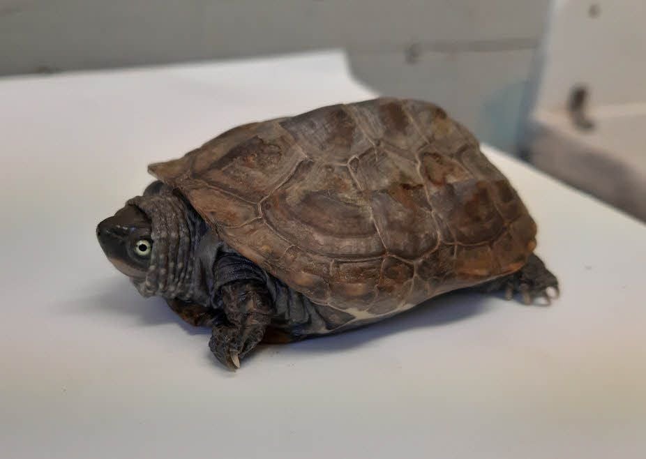 Dreikielschildkröte