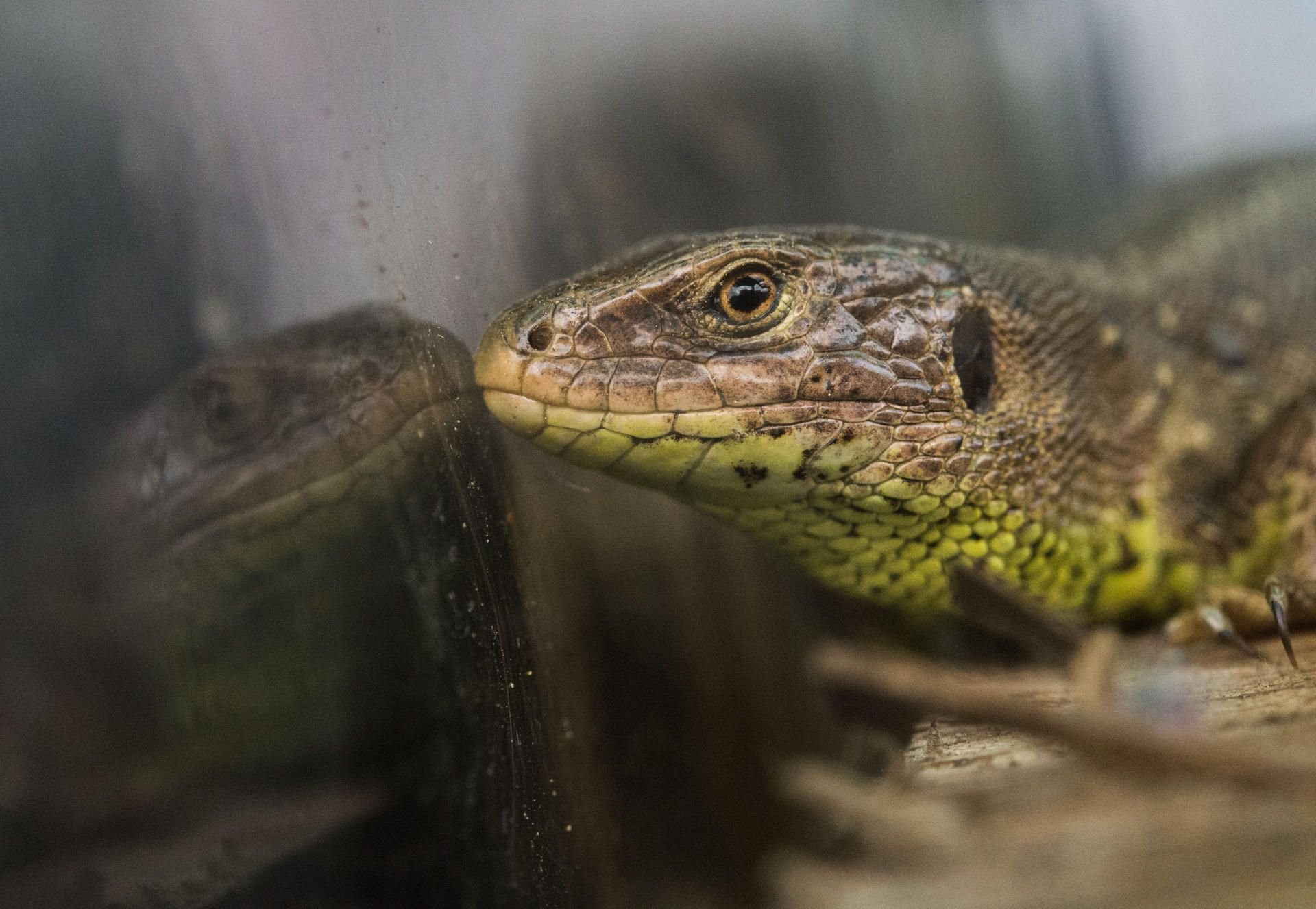 Eine Zauneidechse spiegelt sich in einem Terrarium.