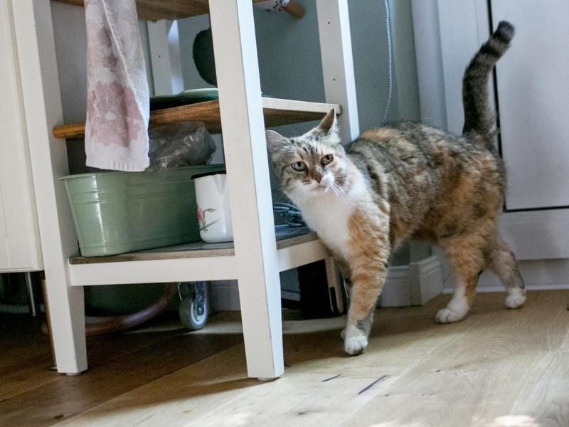 Immer auf Streifzug: Teure und empfindliche Gegenstände sollten für Katzen besser an einem unerreichbaren Platz stehen. Foto: Karolin Krämer/dpa-tmn