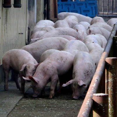 Behutsam erfolgt der Umzug von Schweinen aus dem geschädigten Stall in eine Nachbarunterkunft.