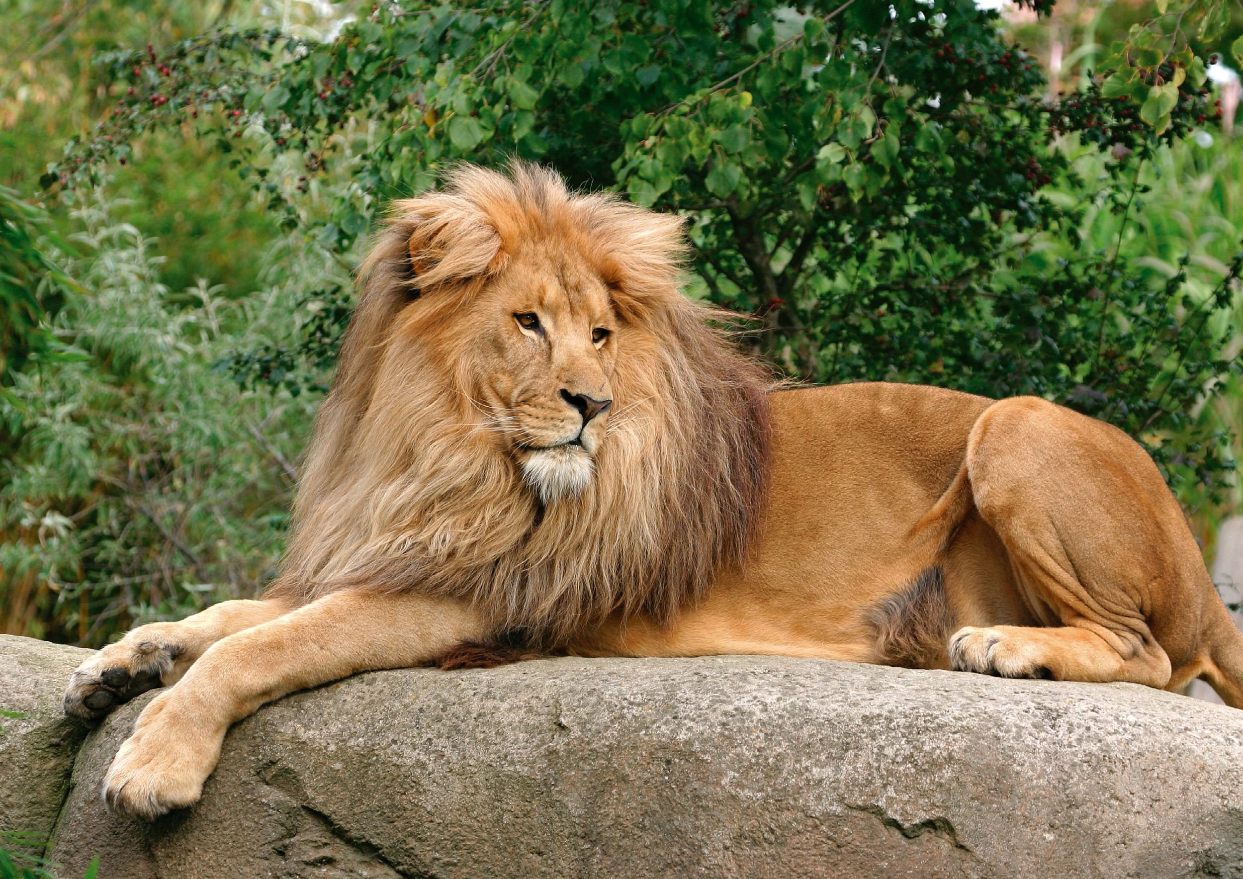 Löwenmännchen Matadi verlässt den Leipziger Zoo.