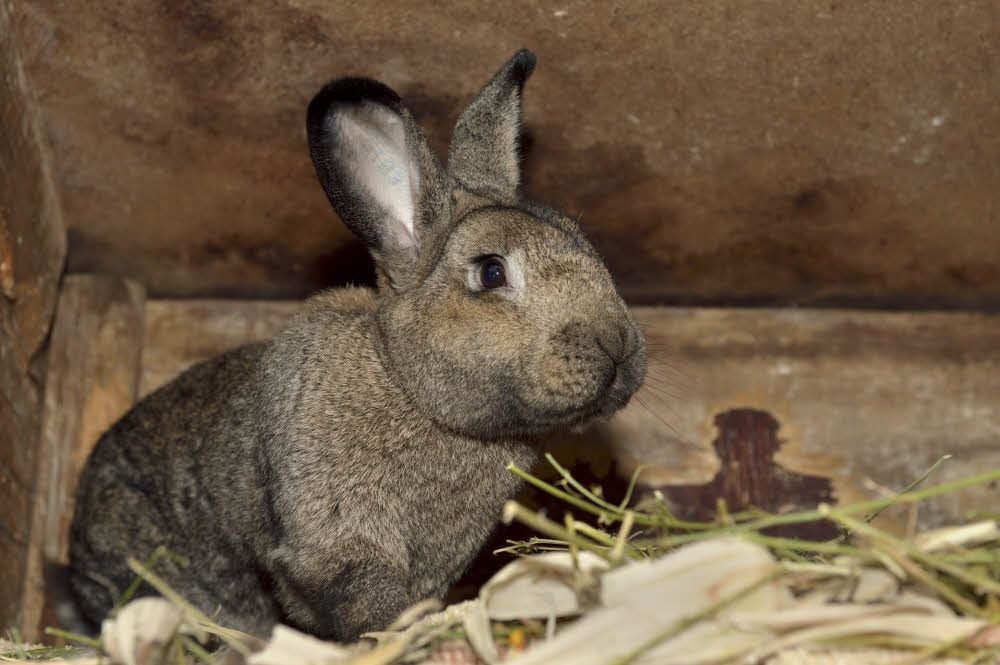 Ein hochansteckendes tödliches Virus bedroht derzeit auch die Kaninchen im südlichen Saalekreis.