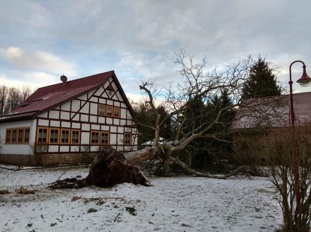 Am Jugendwaldheim Wildenstall stürzte ein Nussbaum knapp zwischen zwei Gebäude.
