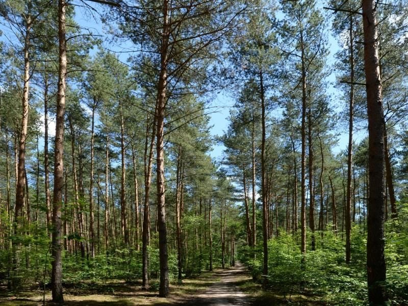 Laut Wissenschaftlern verändert der Klimawandel auch die Wälder. Foto: Ralf Hirschberger