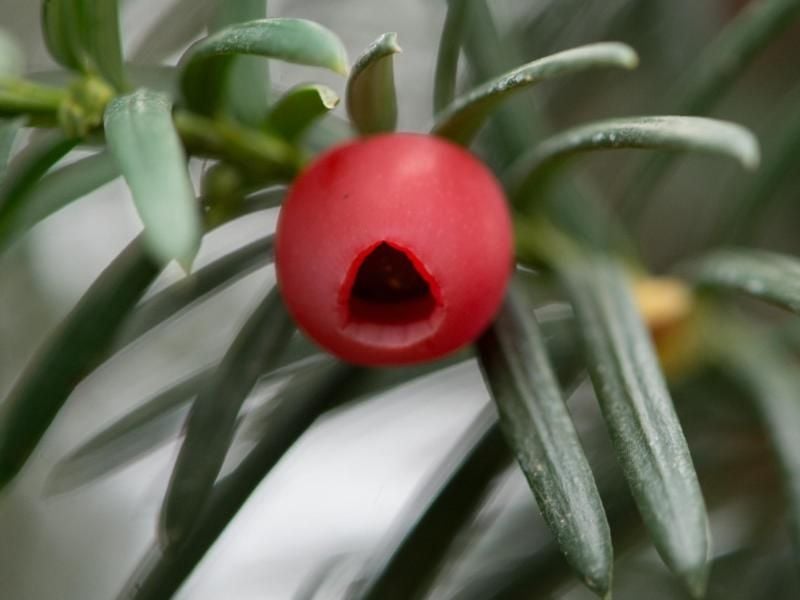 Im Handel ist besonders die Art Taxus baccata verbreitet, die Europäische Eibe. Foto: Andrea Warnecke