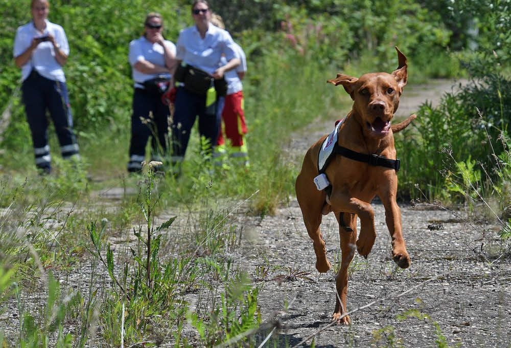 Von der Leine gelassen – der Vizsla Henry beginnt seine Suche nach den vermissten Personen.