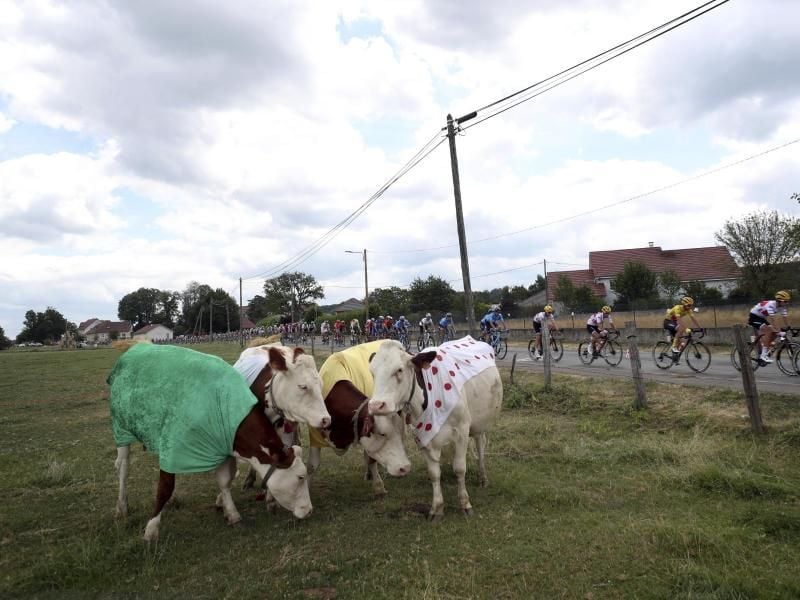 Am Wegesrand stehende Kühe geben vor worum es geht: um die drei Wertungstrikots der Tour de France. Foto: Thibault Camus/AP