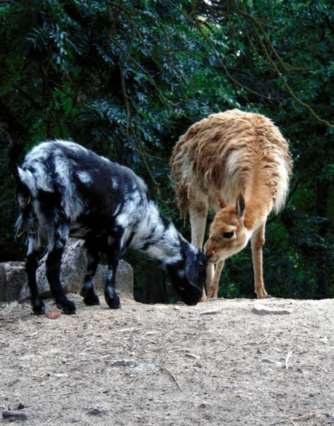 Der Vikunja-Hengst und die Owamboziege sind ein Herz und eine Seele. Die beiden einsamen Tiere haben sich angefreundet und sind nun im Ascherslebener Zoo gemeinsam unterwegs.