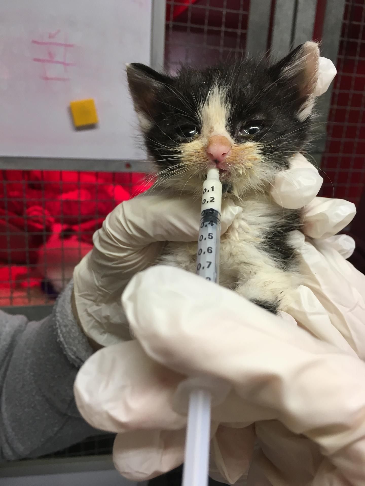 Das Katzenjunge Aurora bekommt Milch aus der Spritze.