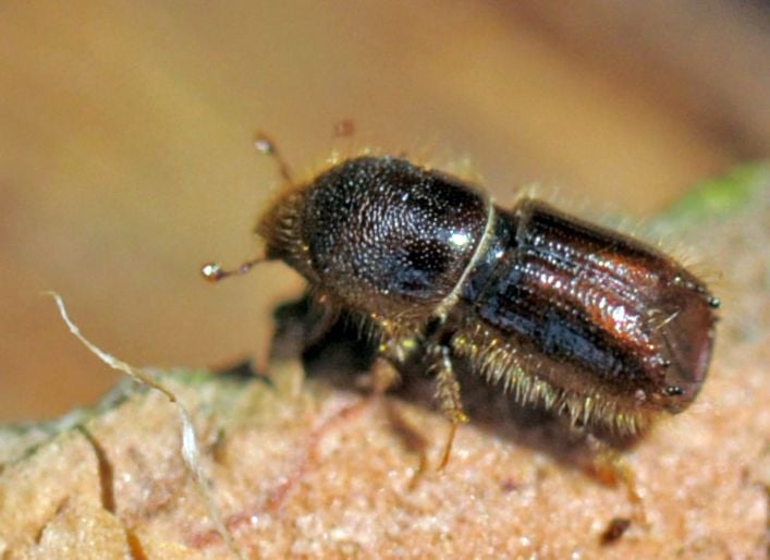 Vom Borkenkäfer sind vor allem Wälder im Harz, Südharz und in der Altmark betroffen.