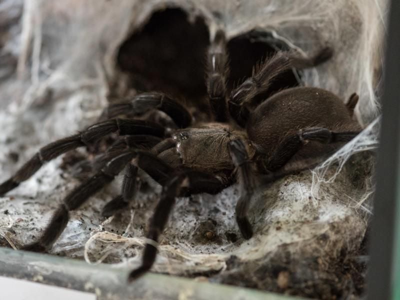 Vogelspinnen, die in selbstgesponnenen Baumhöhlen leben, benötigen ein in die Höhe dimensioniertes Terrarium. Foto: Daniel Maurer