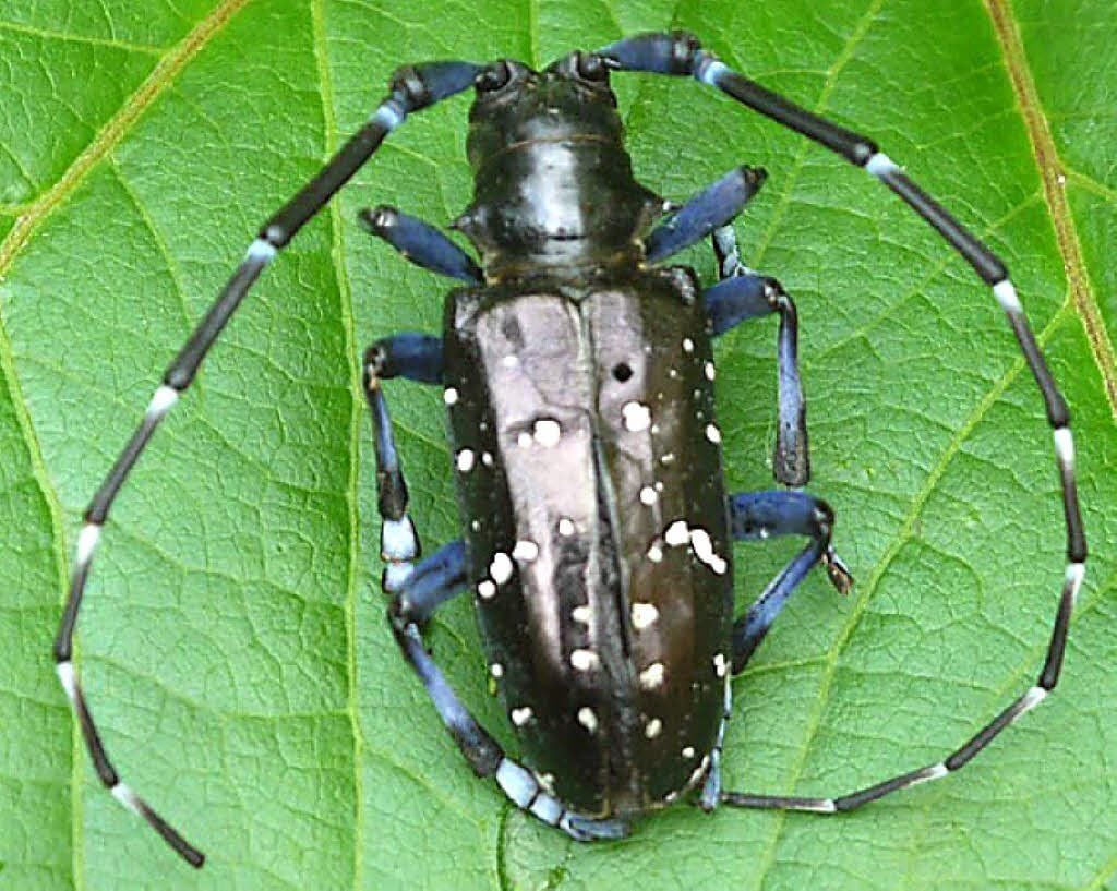 Der gefährliche Asiatische Laubholzbockkäfer