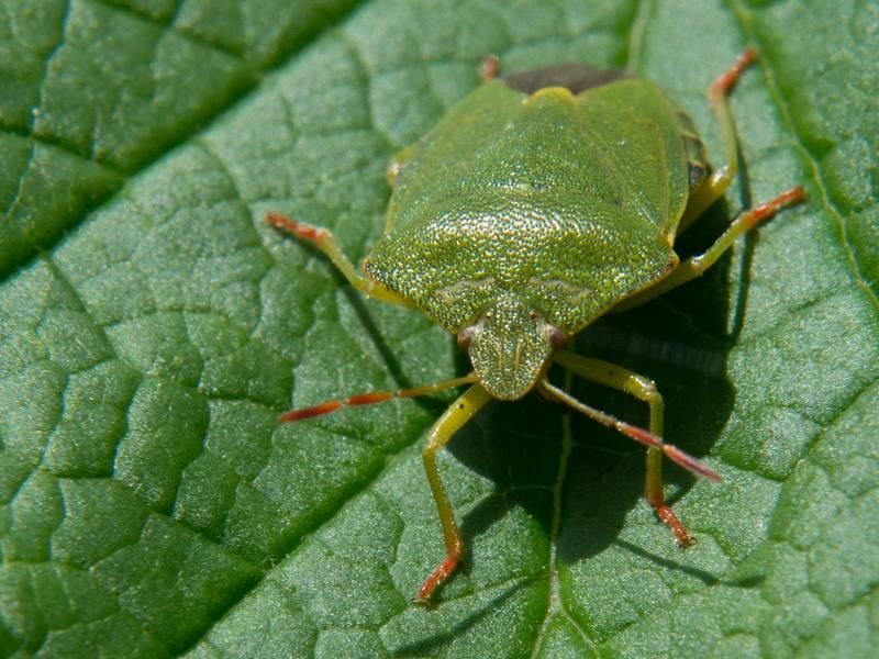 Wanzen lieben Wärme. Wird es kühler, werden sie fauler. Foto: Jochen Lübke