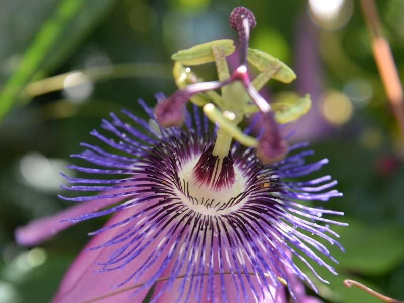 Die Hybridsorte 'Amethyst' der Passionsblume hat besonders strahlende Blüten. Foto: Andrea Warnecke
