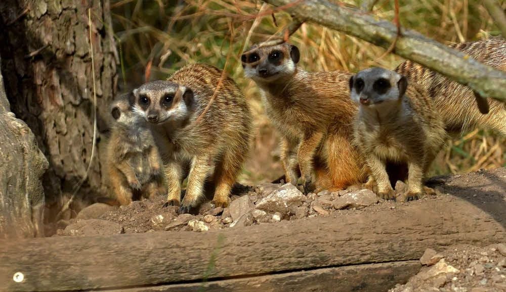 Auch die Erdmännchen müssen versorgt werden.