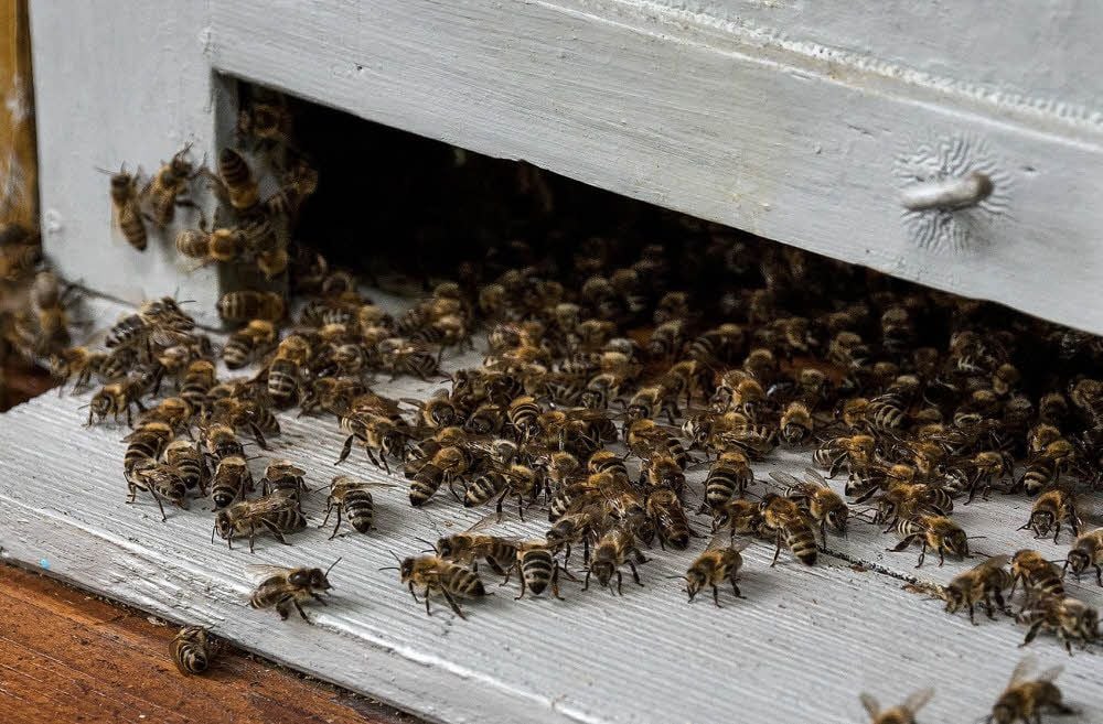 Sobald es wärmer wird, kommen die Bienen wieder aus ihrem Bienenstock heraus. Das dauert aber noch ein paar Monate.
