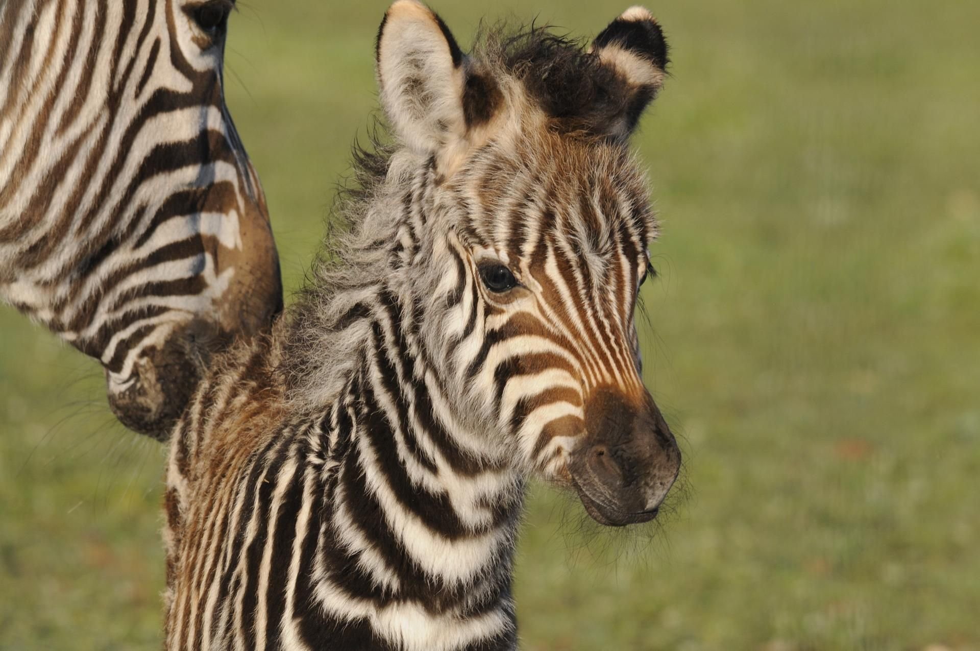 Ein Zebra-Fohlen (Archivfoto)