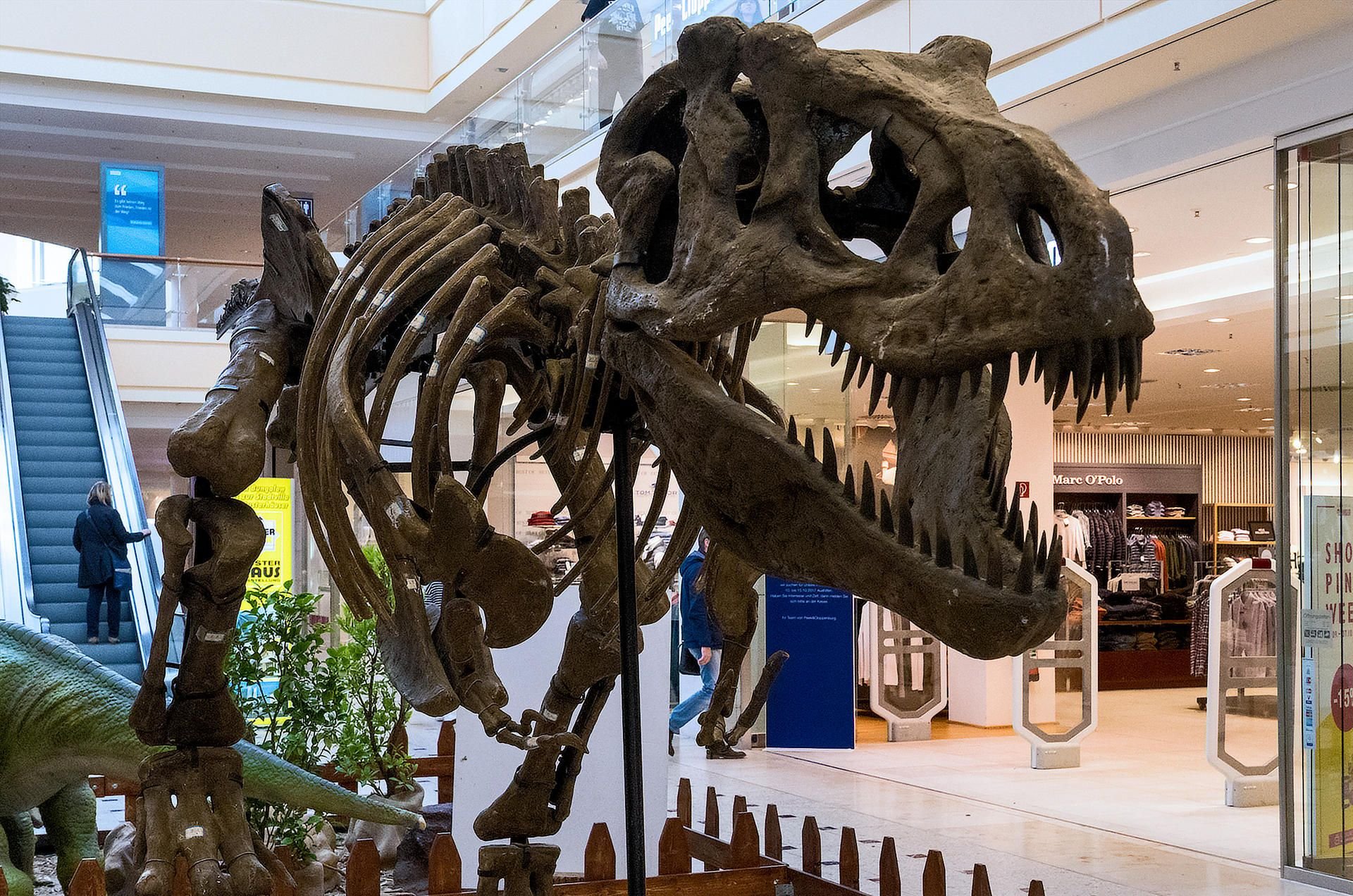 Giganten der Urzeit kann man jetzt in Nova Eventis in Günthersdorf hautnah erleben.