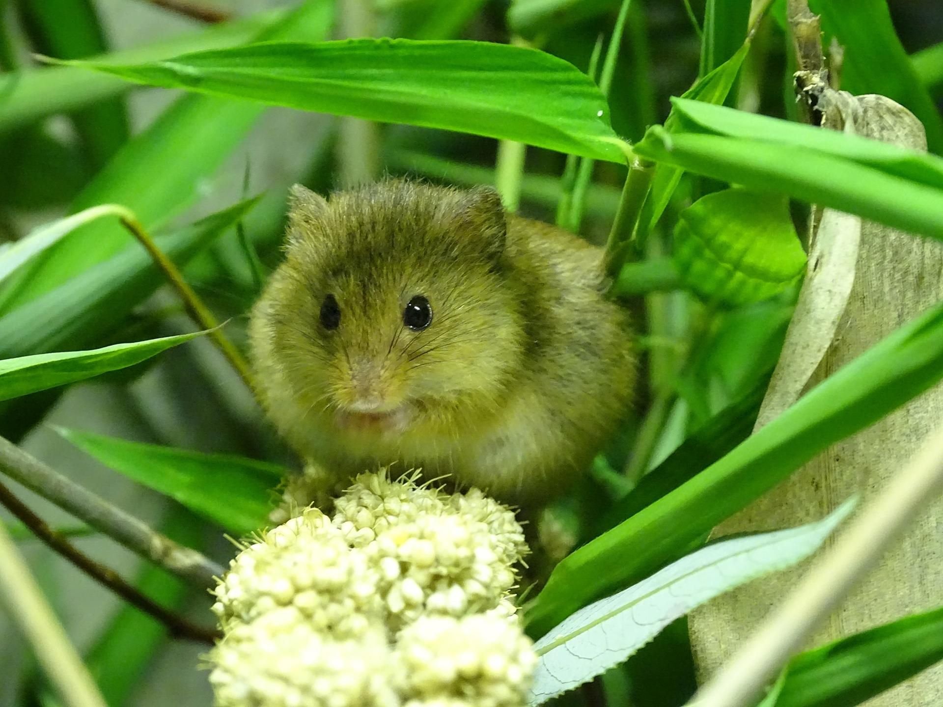 Eine der neuen Zwergmäuse im Dessauer Tierpark.