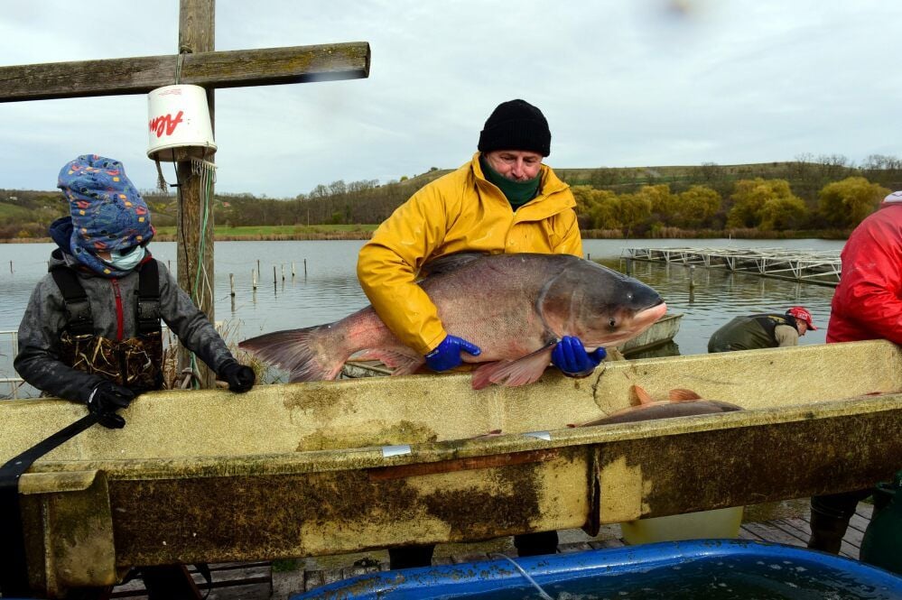 Beim Fischerhof am Kernersee gehen große Fische ins Netz.