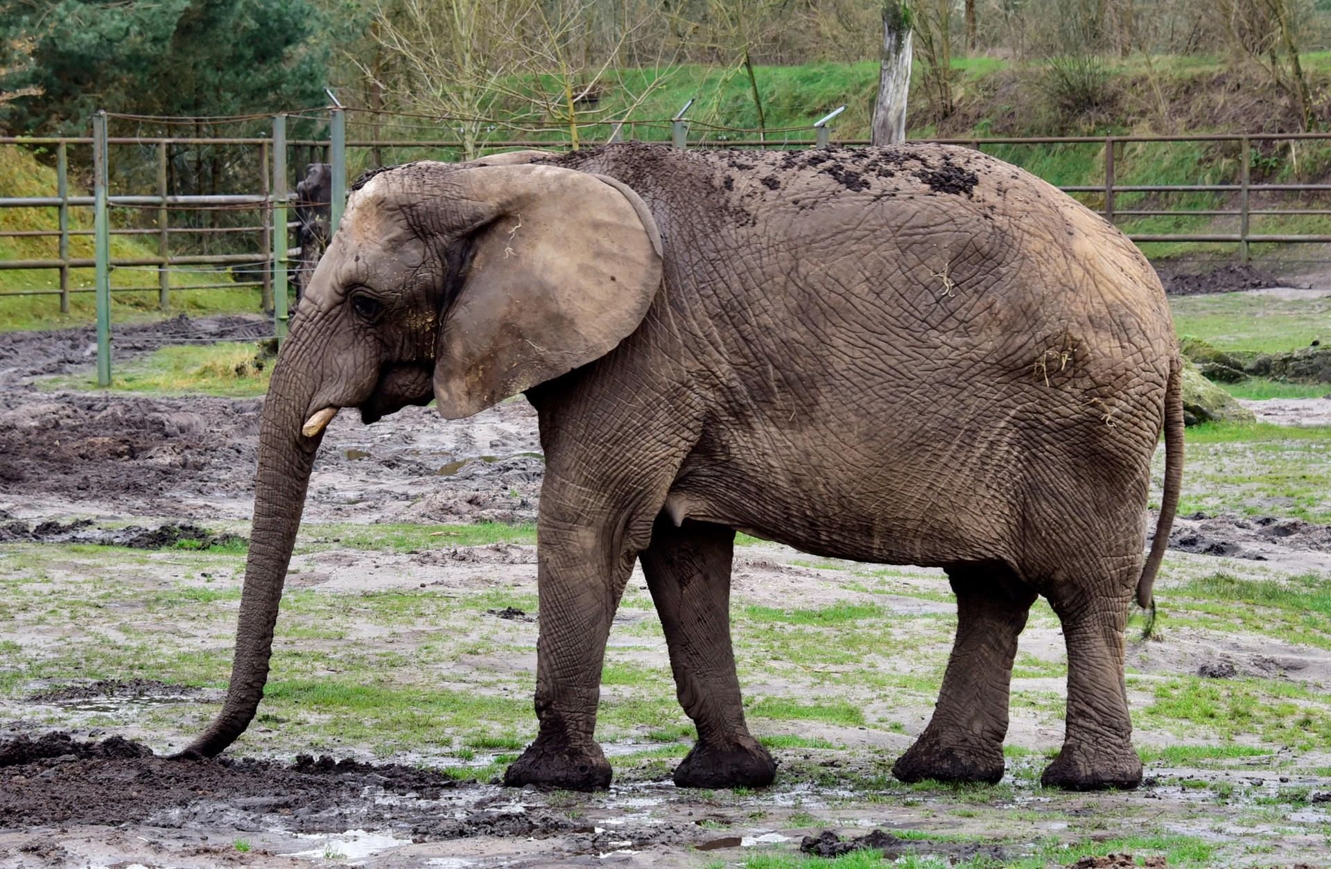 Elefantenkuh Bibi steht in ihrem Gehege in Hodenhagen. Die als Problem-Elefant bekannt gewordene Elefantendame Bibi hat im Serengeti-Park ihr Kalb verloren.