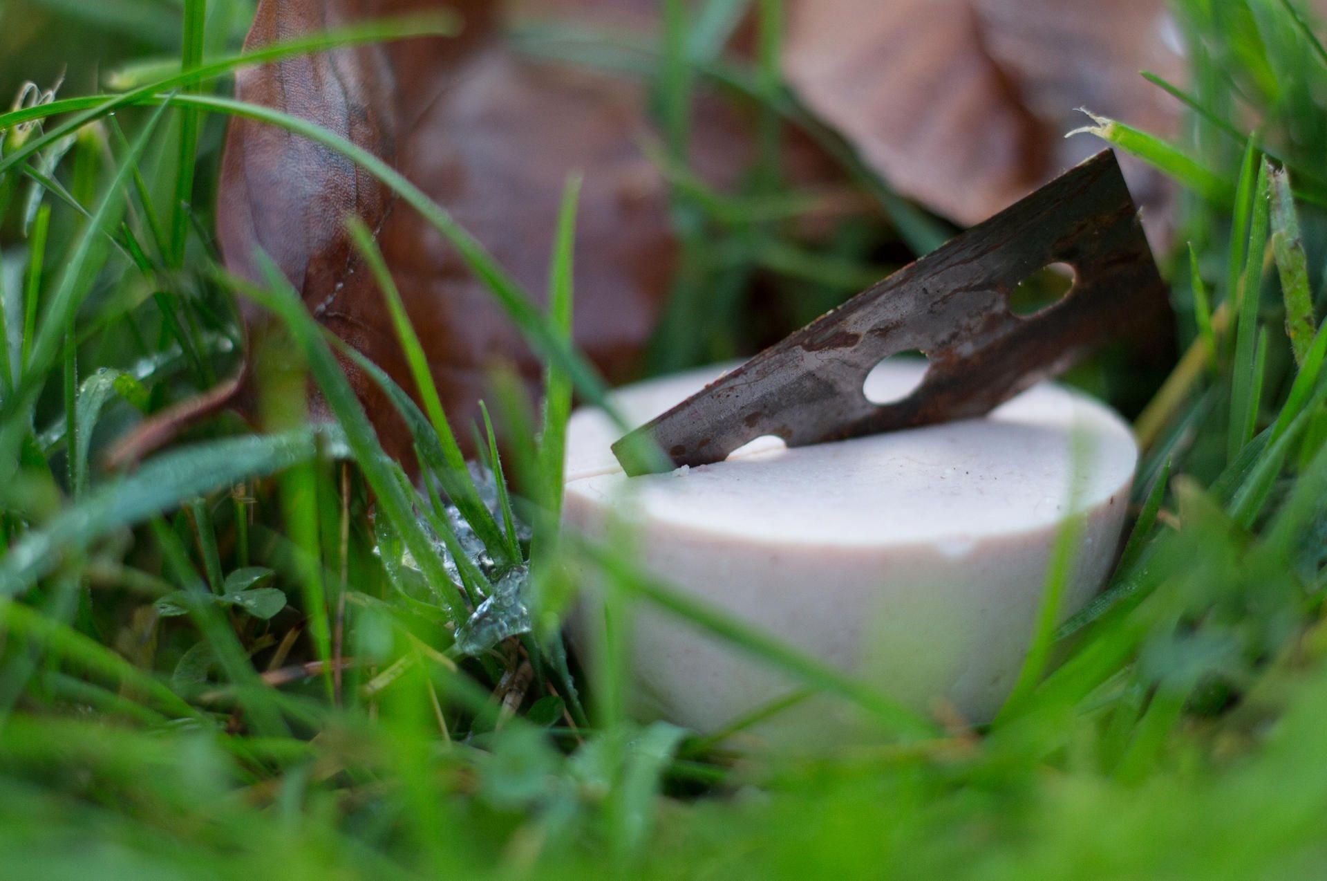 Ein mit einer Rasierklinge präpariertes Stück Fleischwurst liegt für Übungszwecke bei der Ausbildung eines Giftköder-Suchhundes in einem Garten.